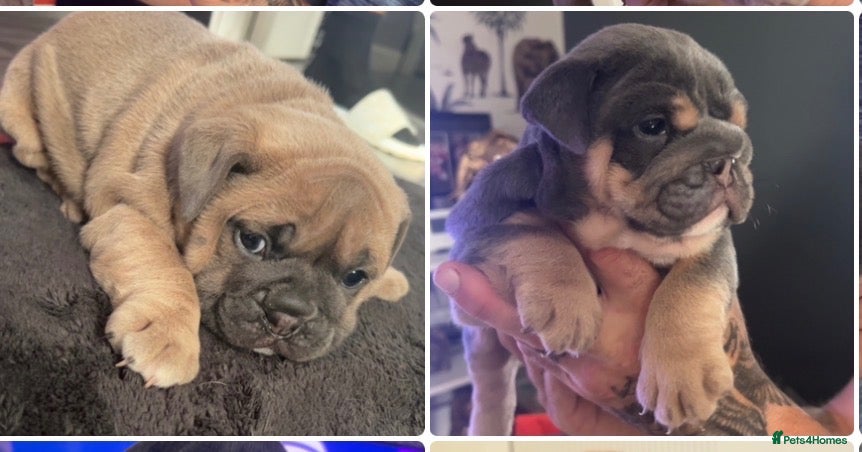 Olde English Bulldogge dogs Olde English bulldoggie  puppy’s 🎀 - Advert 1