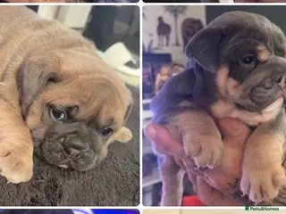 Olde English Bulldogge dogs Olde English bulldoggie puppy’s 🎀 - Advert 1