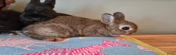 Netherland Dwarf rabbits for sale: Exceptional Netherland Dwarf, extremely tame - Advert 7
