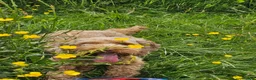 Cockapoo dogs for sale: Rehome 3 Yr old Cockapoo girl in Matlock - Advert 10