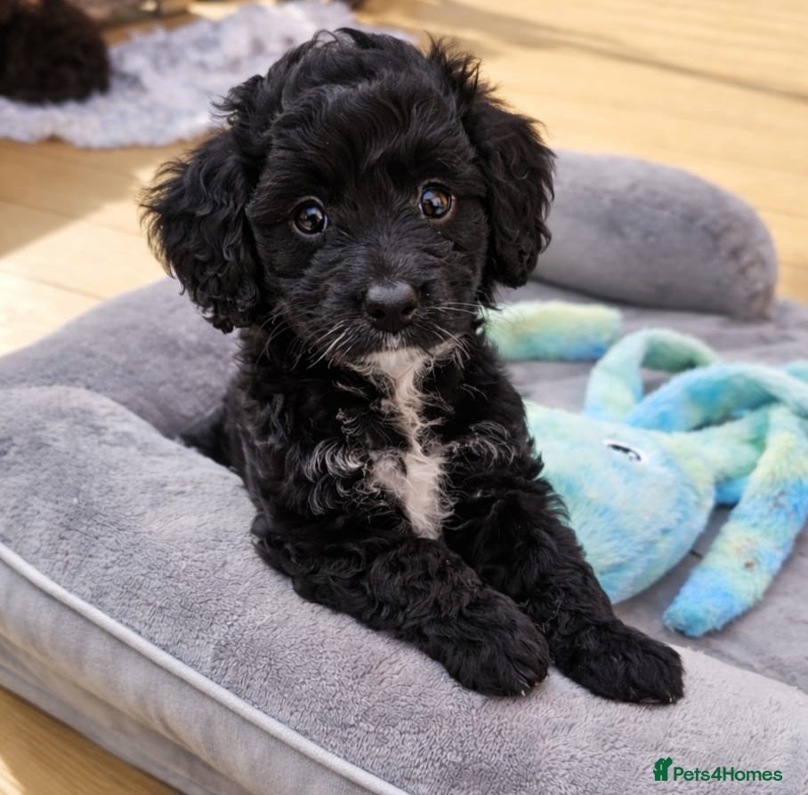 Bernedoodle dogs Bernedoodle F1B Ready to go . - Advert 3