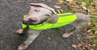 Weimaraner dogs - Advert 2