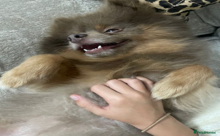 Pomeranian dogs - Advert 2