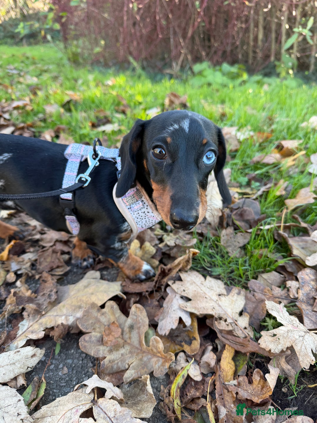 Miniature Dachshund dogs for sale: Miniature Dachshund - Advert 2