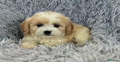 Cavapoo dogs - Advert 10