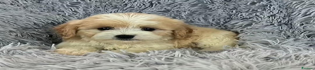 Cavapoo Puppy 1