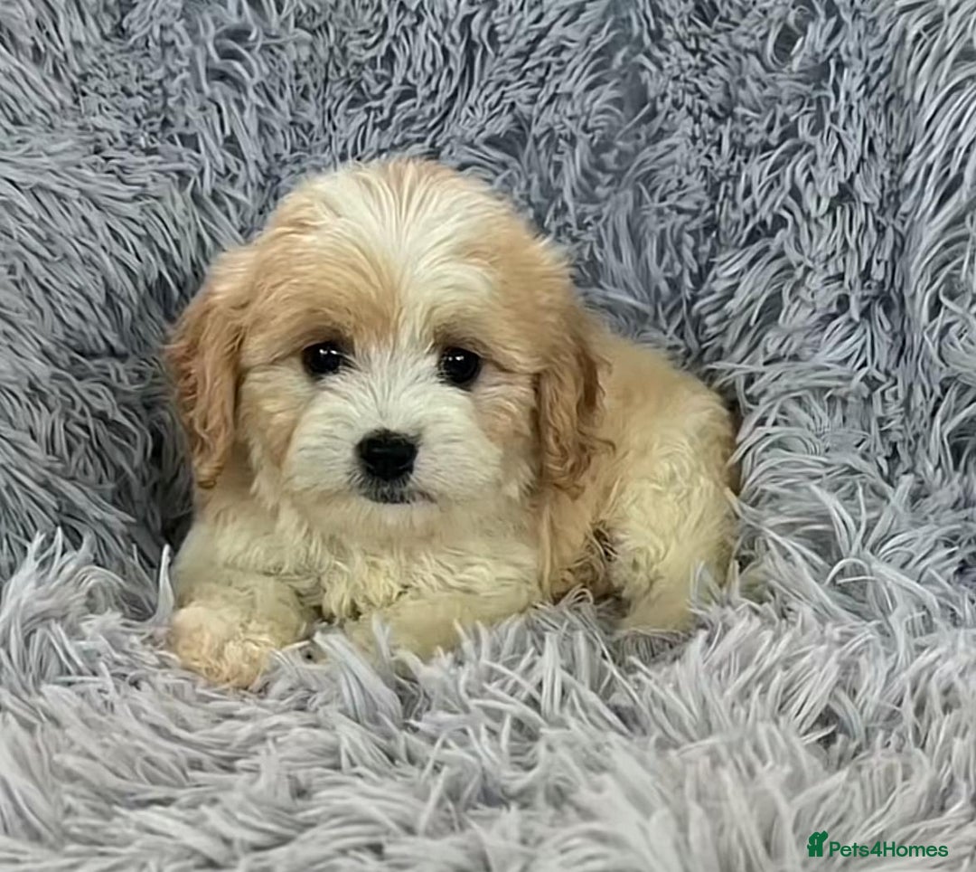 Cavapoo dogs for sale: Cavapoo puppie for sale  - Image 2