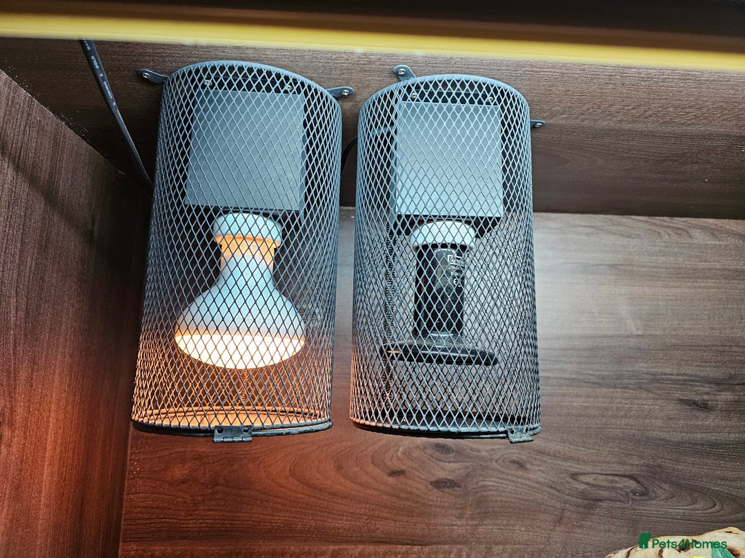 Skink reptiles for sale: Blue Tongued Skink-Male enclosure and cabnet setup - Advert 29