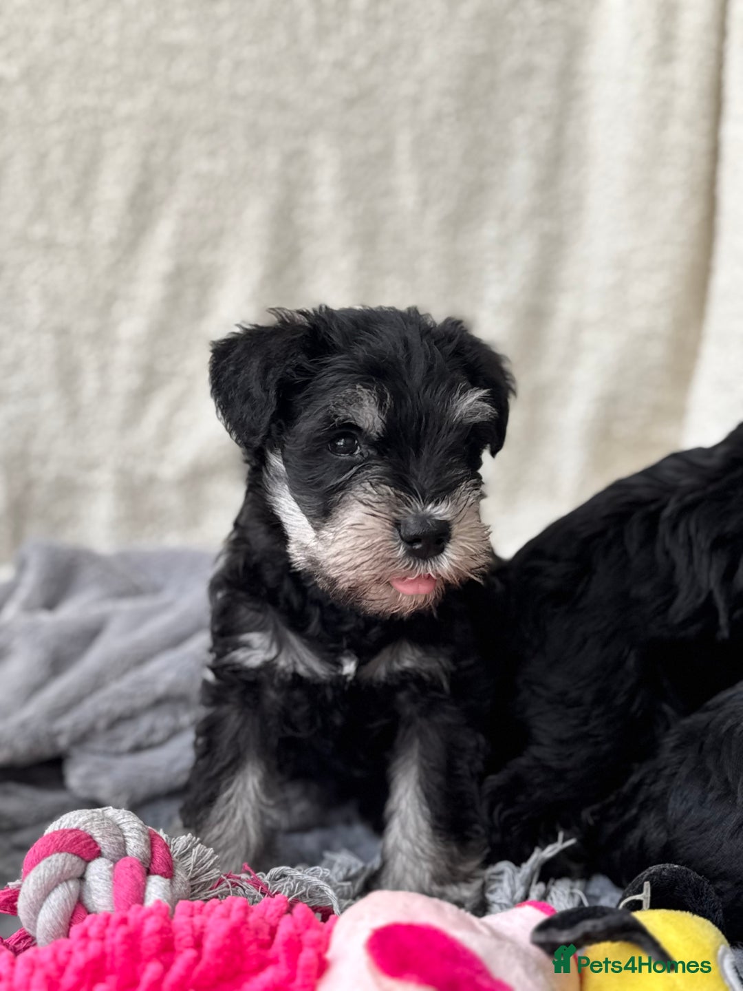 Miniature Schnauzer dogs for sale: Superb mini schnauzer, extensively health tested - Image 7