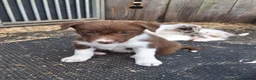 Border Collie dogs for sale: Beautiful fluffy Collie Pups for Sale - Advert 13