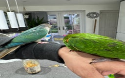 Lorikeets birds for sale: Hand fed baby conures for sale rare breed - Image 18