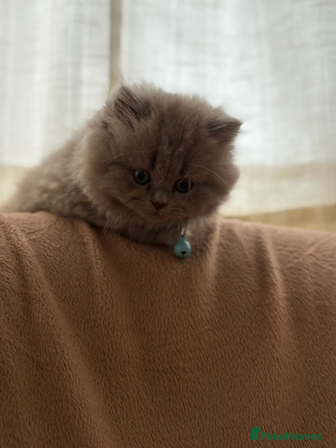 British Longhair cats for sale: Masha in Milton Keynes - Advert 1