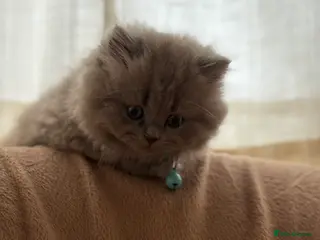 British Longhair cats Masha - Advert 2