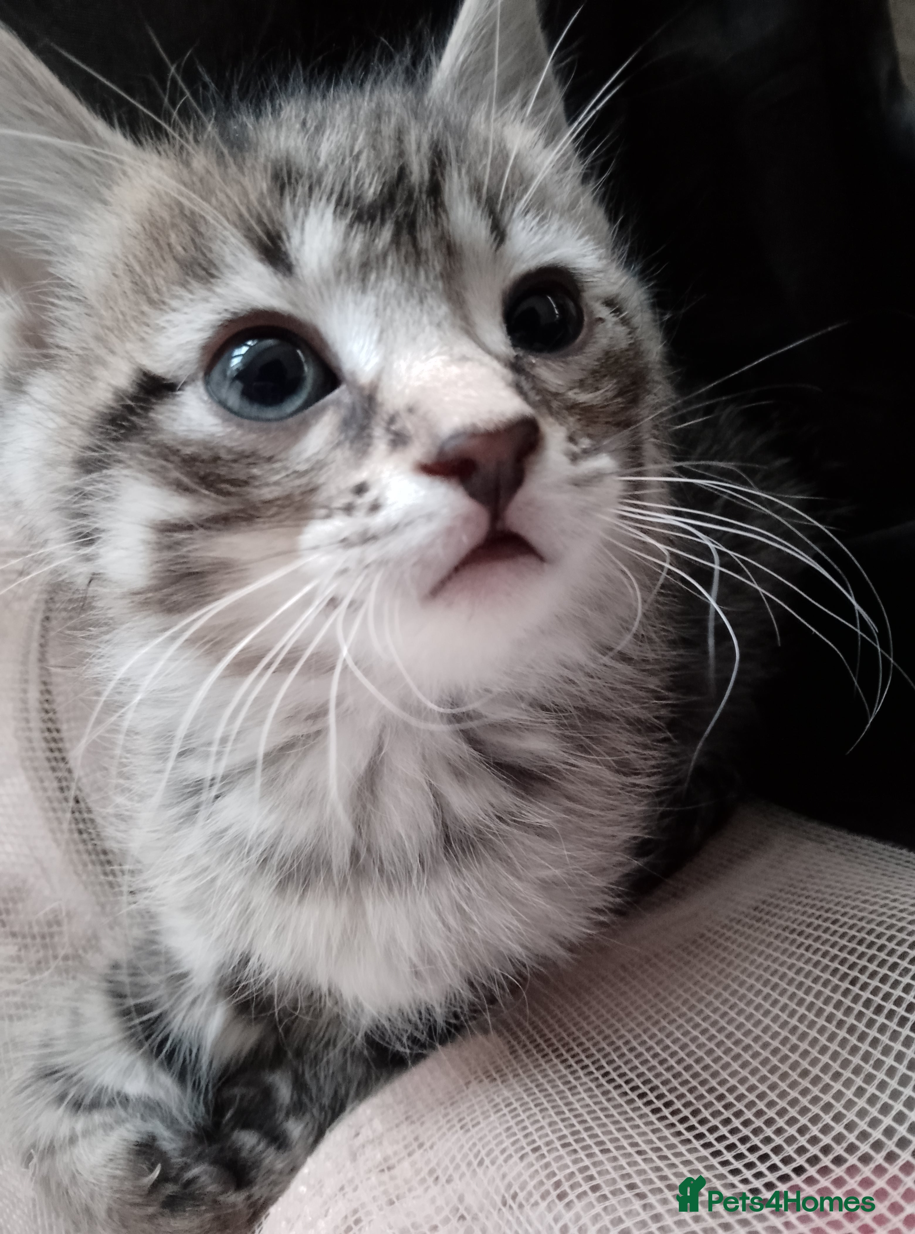 Mixed Breed cats Sphinx cross kittens available  - Advert 8