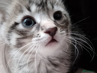 Mixed Breed cats Sphinx cross kittens available - Advert 8