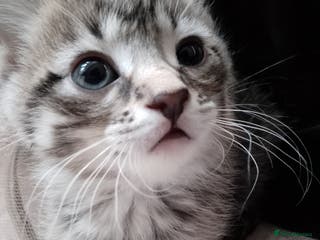 Mixed Breed cats Sphinx cross kittens, ready now! - Advert 6