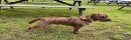 Patterdale Terrier dogs for stud: Patterdale for stud - Advert 1