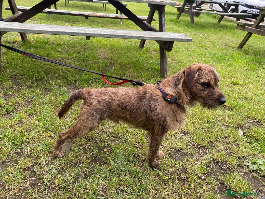 Patterdale Terrier dogs for stud: Patterdale for stud - Advert 1