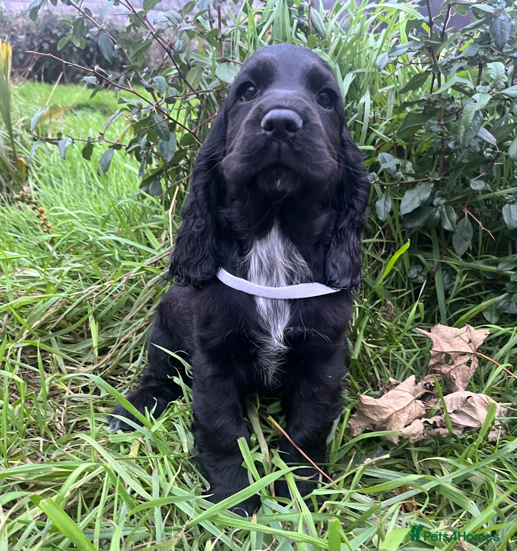 Cocker Spaniel dogs Stunning show type cocker spaniel puppies  - Advert 2