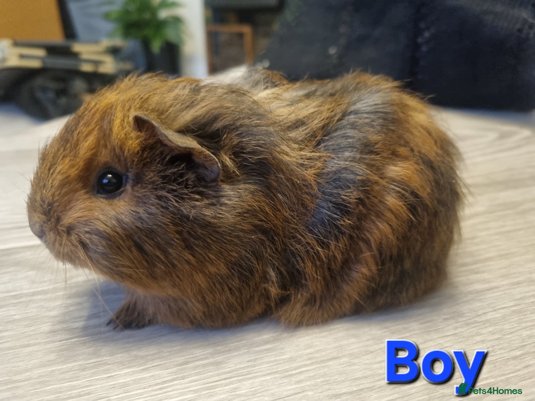 Guinea Pig rodents for sale: Guinea pigs for sale £25 each  - Advert 3