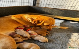 Labrador Retriever dogs for sale: Champion Bloodlines KC Labrador Retriever Puppies - Image 8