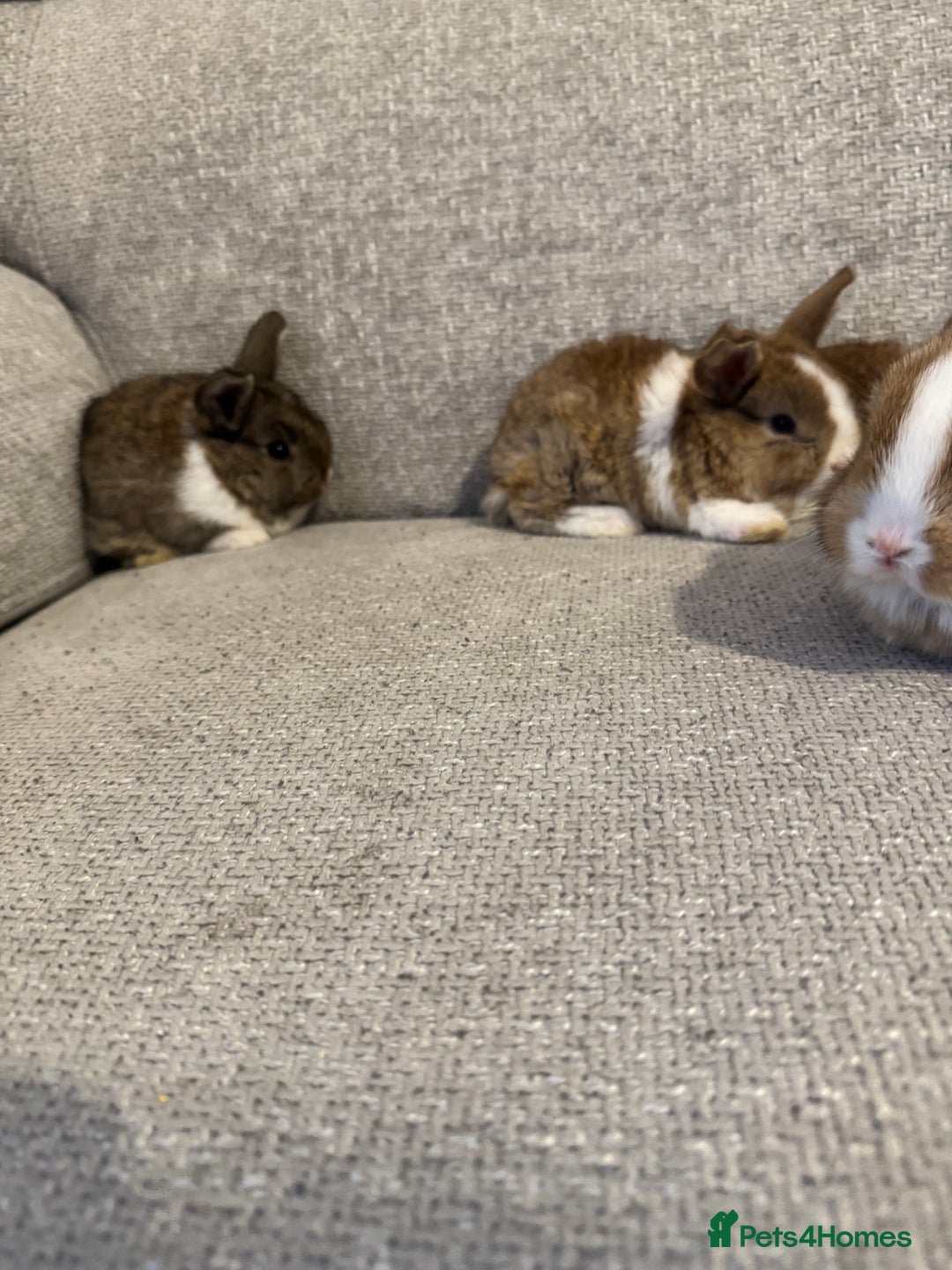 Mixed Breed rabbits for sale: Rabbit  - Advert 12