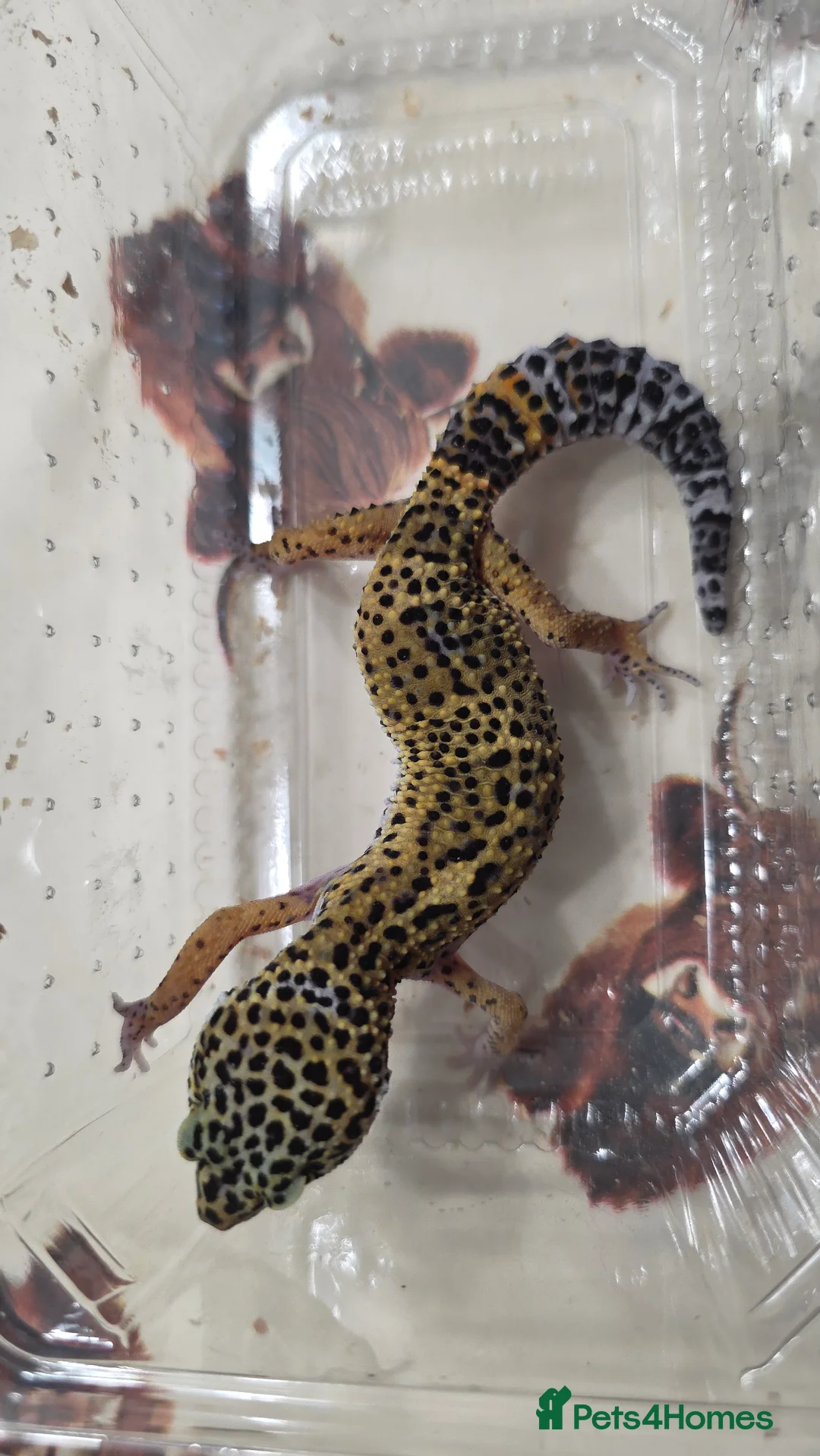 Leopard Gecko reptiles for sale: Leopard gecko for sale - Advert 2