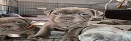 Staffordshire Bull Terrier dogs for sale: Healthy Staffordshire Bull Terrier Puppies – Ready in Woking - Advert 9