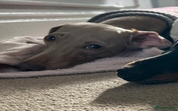 Dachshund dogs for sale: Miniature Dachshunds for re-homing - Image 6