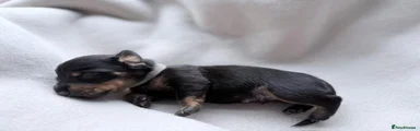 Miniature Dachshund 