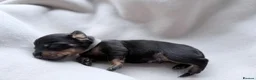 Miniature Dachshund dogs for sale: Miniature Smooth-haired dachshund in Glasgow - Advert 4