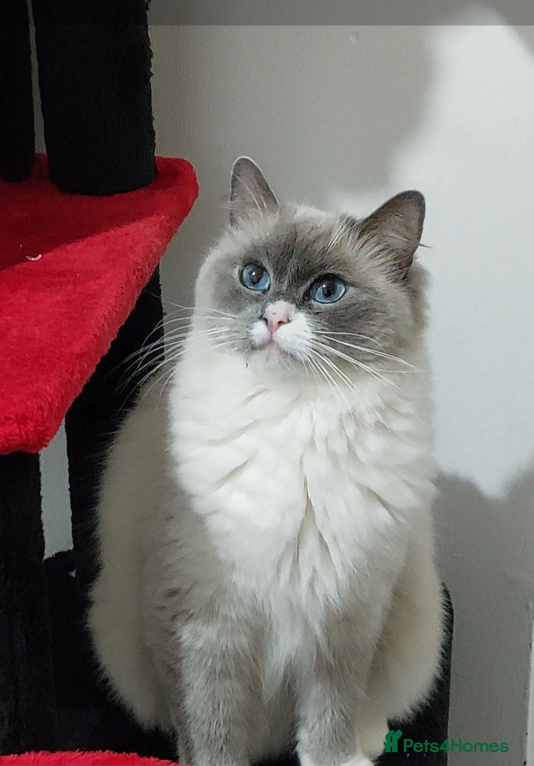 Ragdoll cats Beautiful Ragdoll Princess  - Advert 4