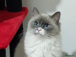 Ragdoll cats Beautiful Ragdoll Princess - Advert 4