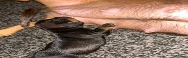 Dachshund 3