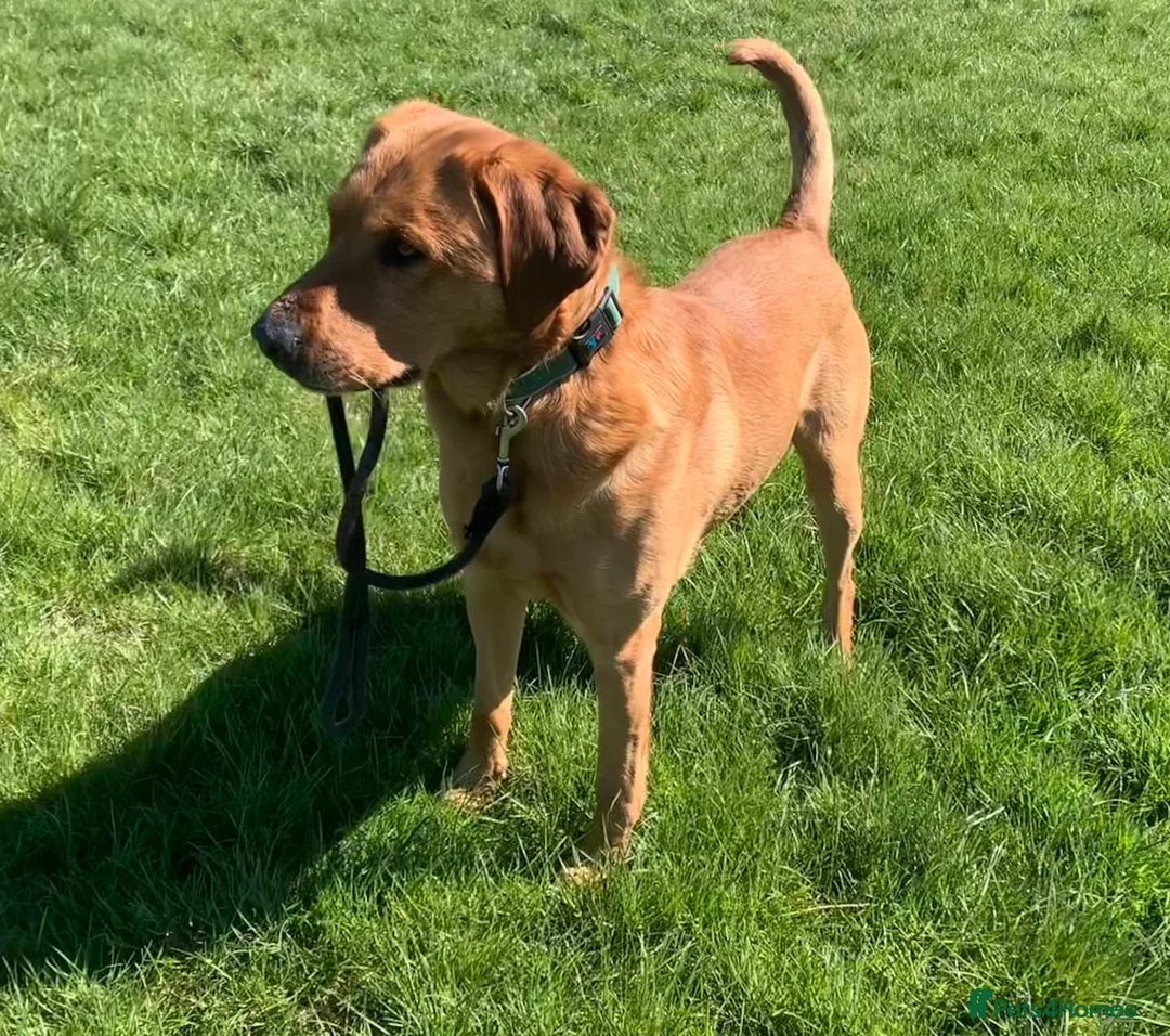 Labrador Retriever dogs for stud: Fully health tested Fox Red Labrador For Stud in Tewkesbury - Advert 14