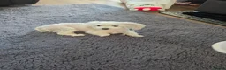 Maltese dogs for sale: Mini Maltese  - Advert 3