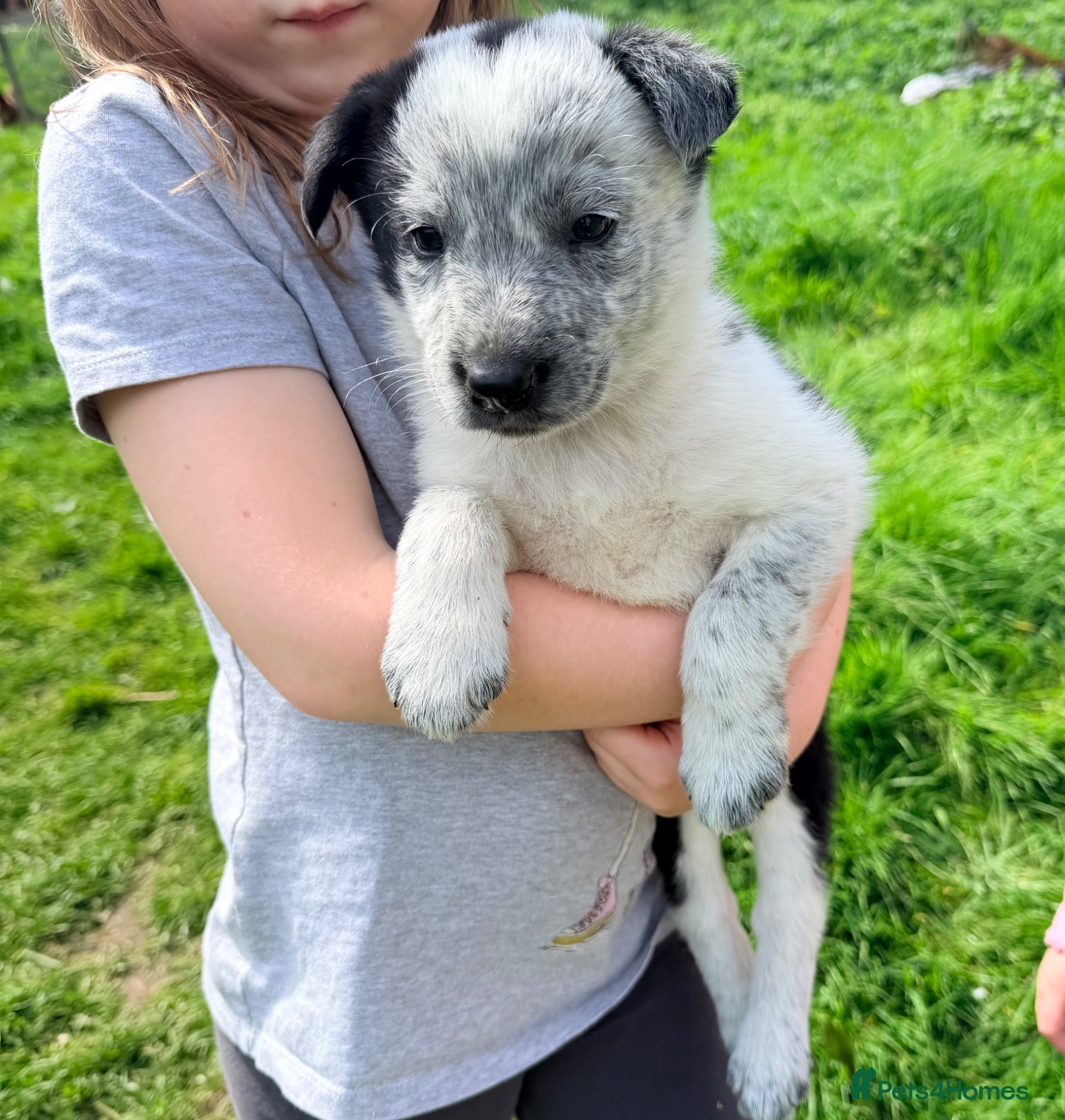 Border Collie dogs Gorgeous litter of Border Collie Puppies 2 left  - Advert 2