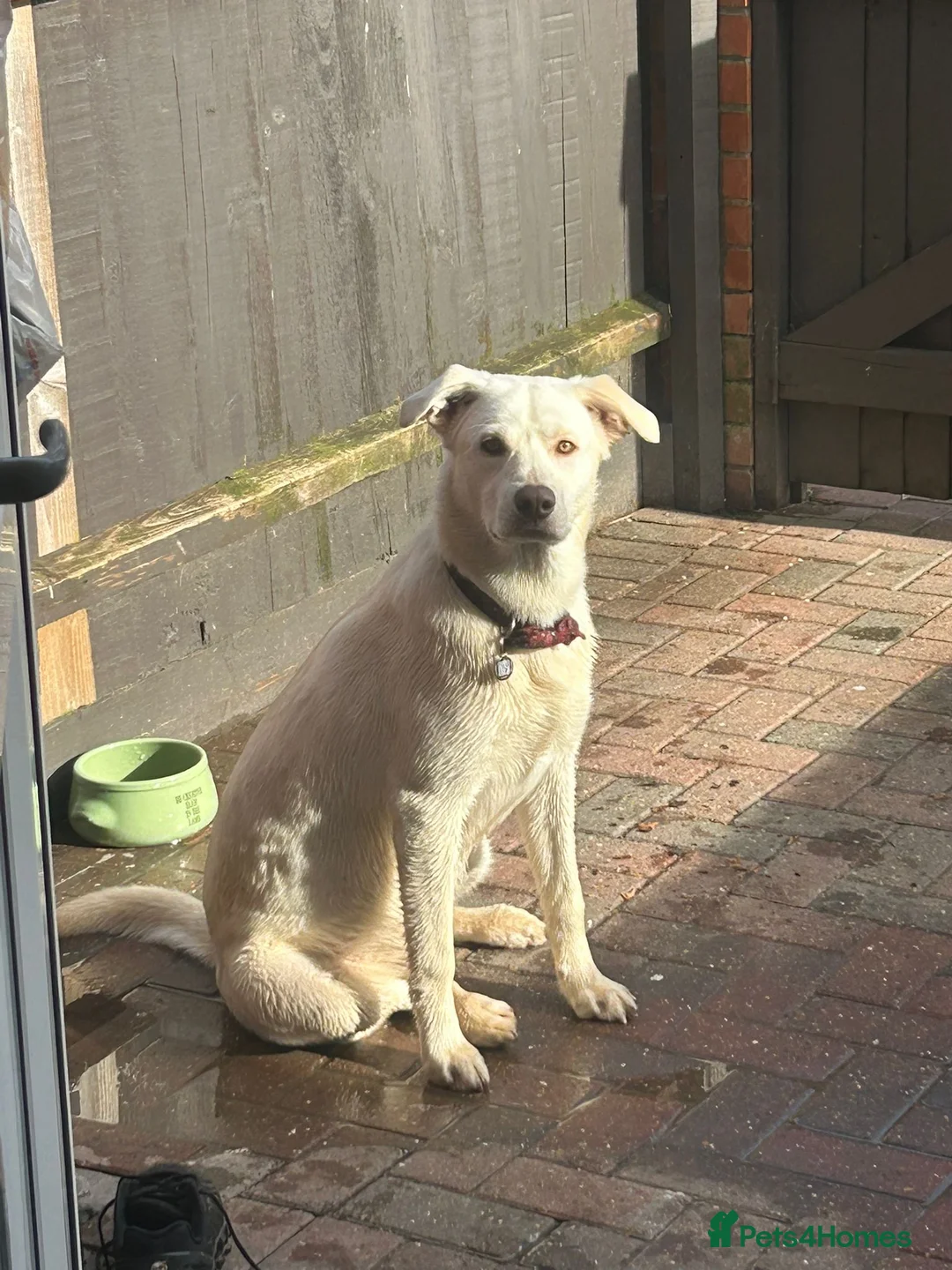 Mixed Breed dogs for sale: Ralphie - Advert 4
