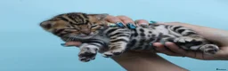 Bengal cats for sale: 🔥 Beautiful Bengal girl🔥 - Advert 20