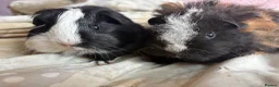 Guinea Pig rodents for sale: Last pair available and ready to leave today!  - Advert 3