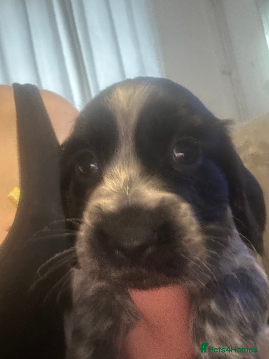Cocker Spaniel dogs for sale: 🔥 rare coloured show type cocker spaniels  - Image 22
