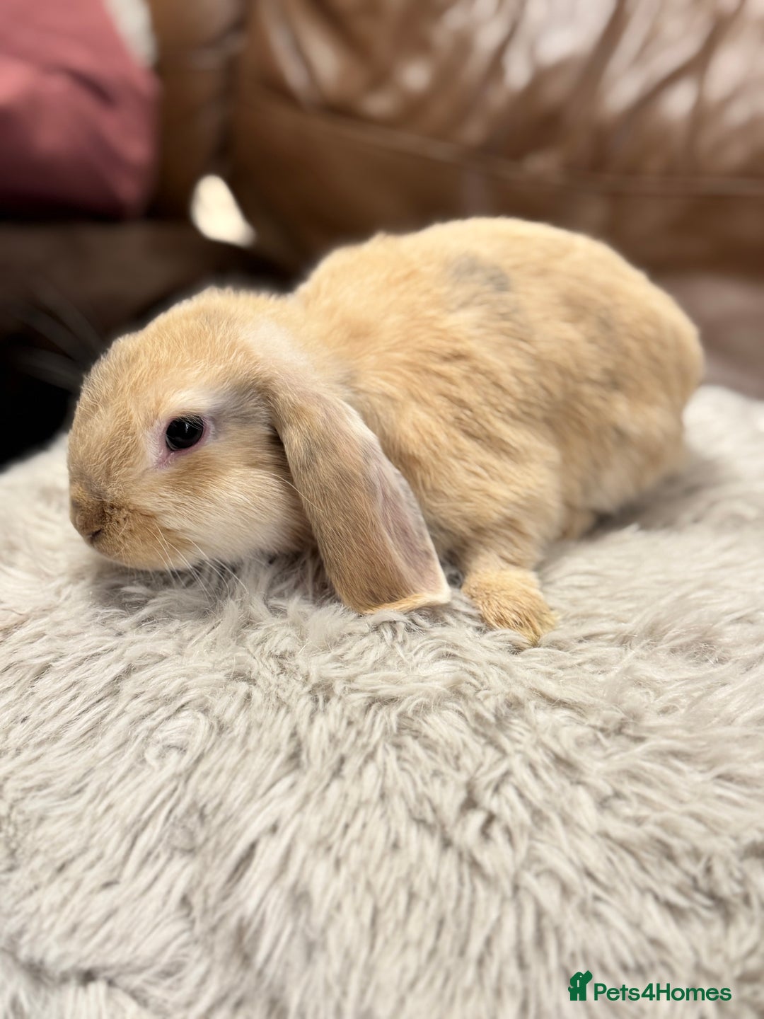 Dwarf Lop rabbits for sale: Baby rabbits - Advert 3
