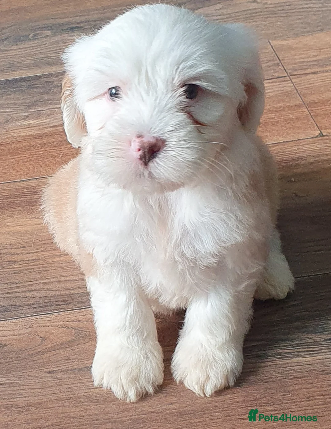 Tibetan Terrier dogs for sale: Tibetan terriers  - Advert 1