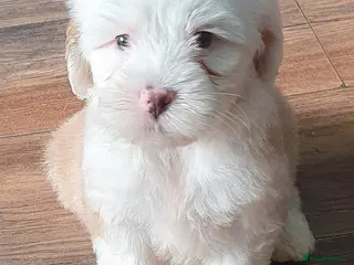 Tibetan Terrier dogs Tibetan terriers - Advert 3