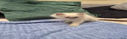 Ragdoll cats for sale: Blue Eyed Ragdolls FOR SALE - Advert 6