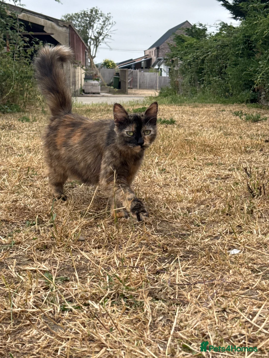 Mixed Breed cats for sale: Ginger kittens!!  - Advert 2