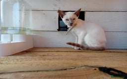 Siamese cats for sale: Kittens - Image 2