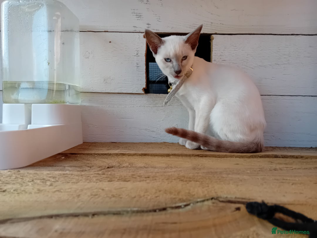 Siamese cats for sale: Kittens - Image 2