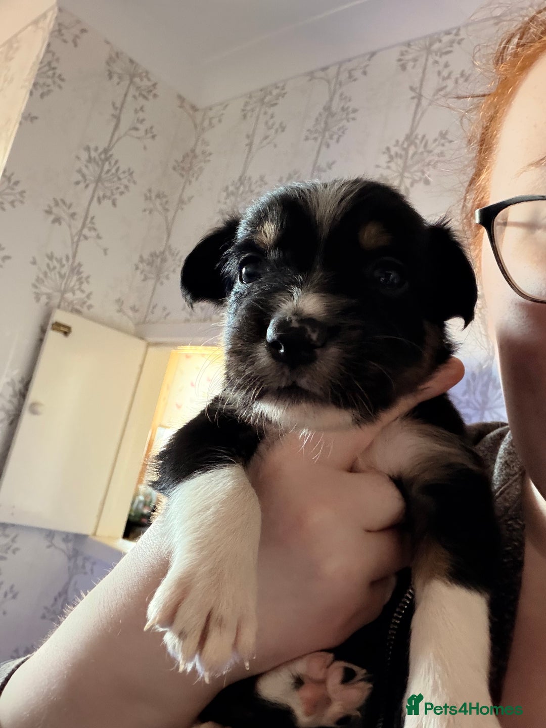 Border Collie dogs for sale: Border collie pups for sale  - Advert 9