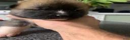 Akita dogs for sale: American Akita Pups in Hengoed - Advert 6